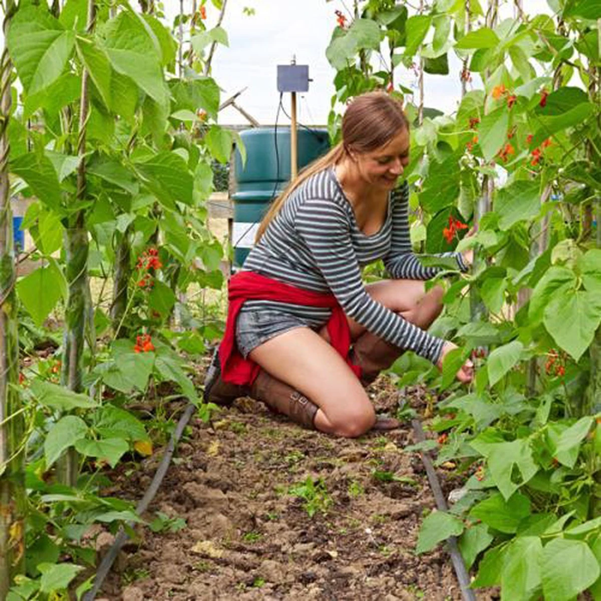 Irrigatia SOL-C24 Irrigatie Systeem Op Zonne-energie - Da's Slim Water Geven ! 4 Irrigatia SOL-C24 Irrigatie Systeem Op Zonne-energie - Da's Slim Water Geven ! - Image 4