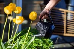 Xala - Gieter Doppio Groove 2L Olijfgrijs 5 Xala - Gieter Doppio Groove 2L Olijfgrijs -Tuin Verkoop 1200x799 35